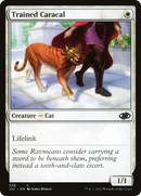 Trained Caracal (J22-256) [Jumpstart 2022]